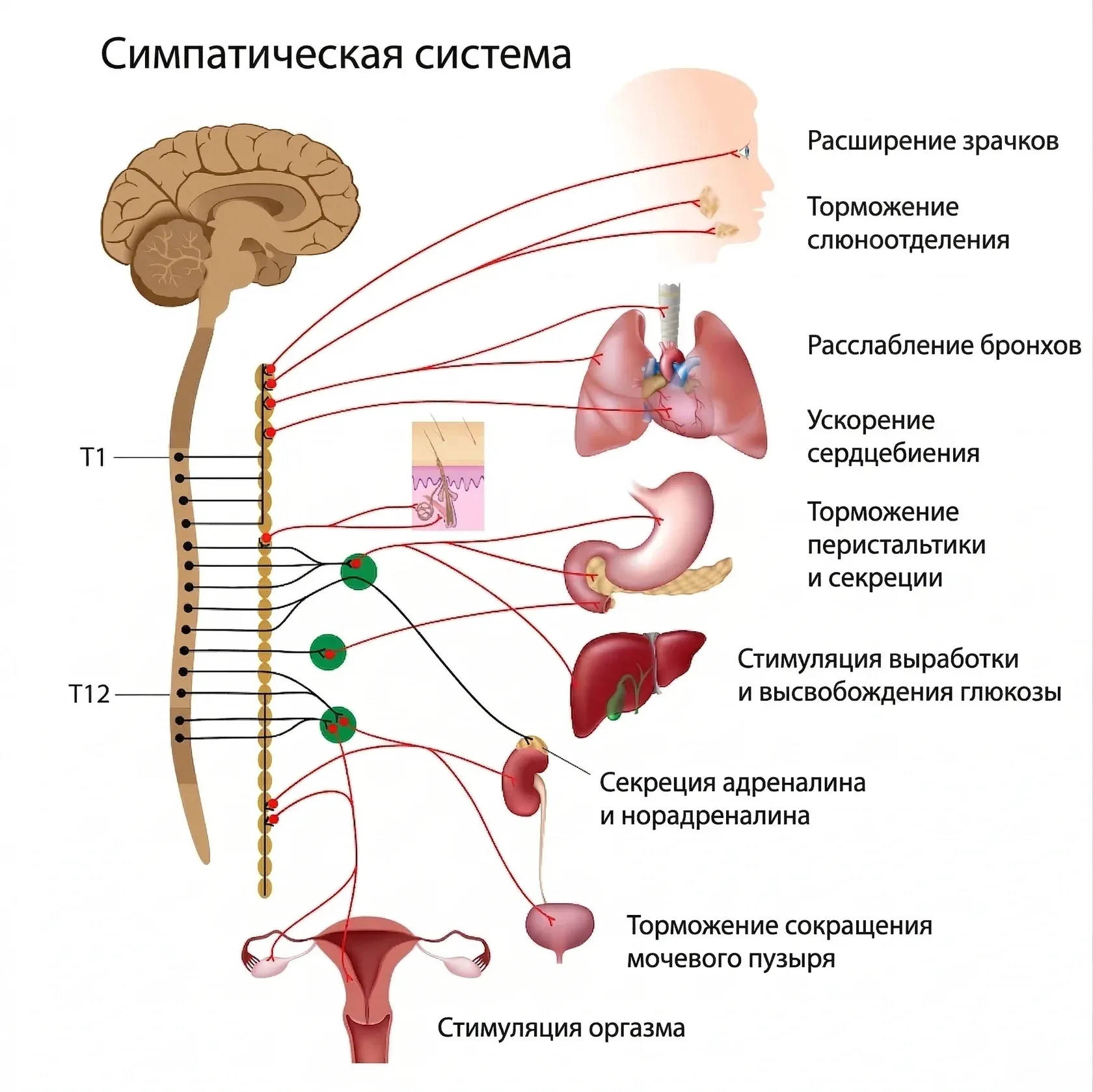 Анатомическая схема симпатической нервной системы: связи спинного мозга с внутренними органами и описание физиологических реакций, таких как ускорение сердцебиения, расширение зрачков и расслабление бронхов